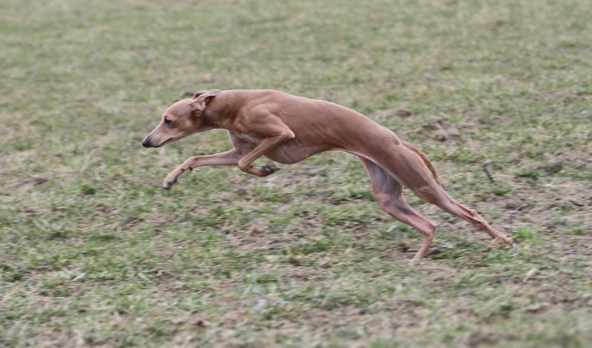 Uwaisah Bohemia Skara na  tréninku.