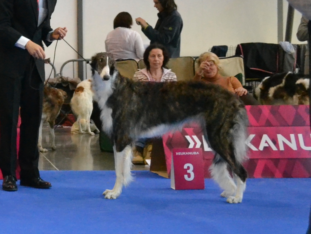 Dober-Kopp Pocket Rocket